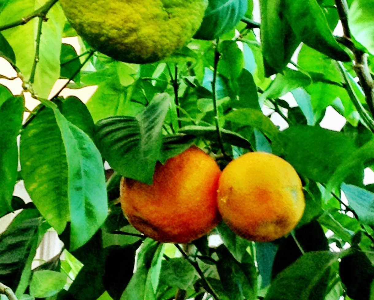 Orange tree is a living reminder of the Bab