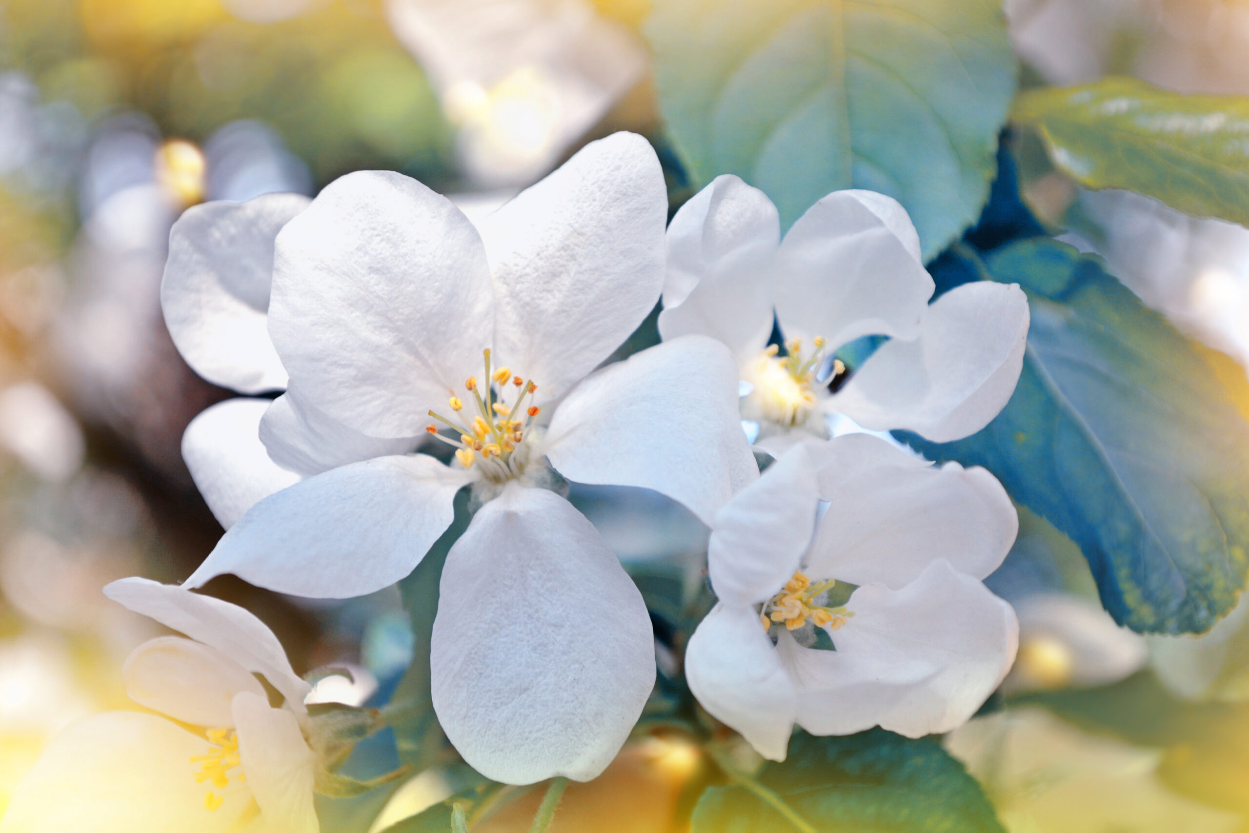 Death as a Messenger of Joy